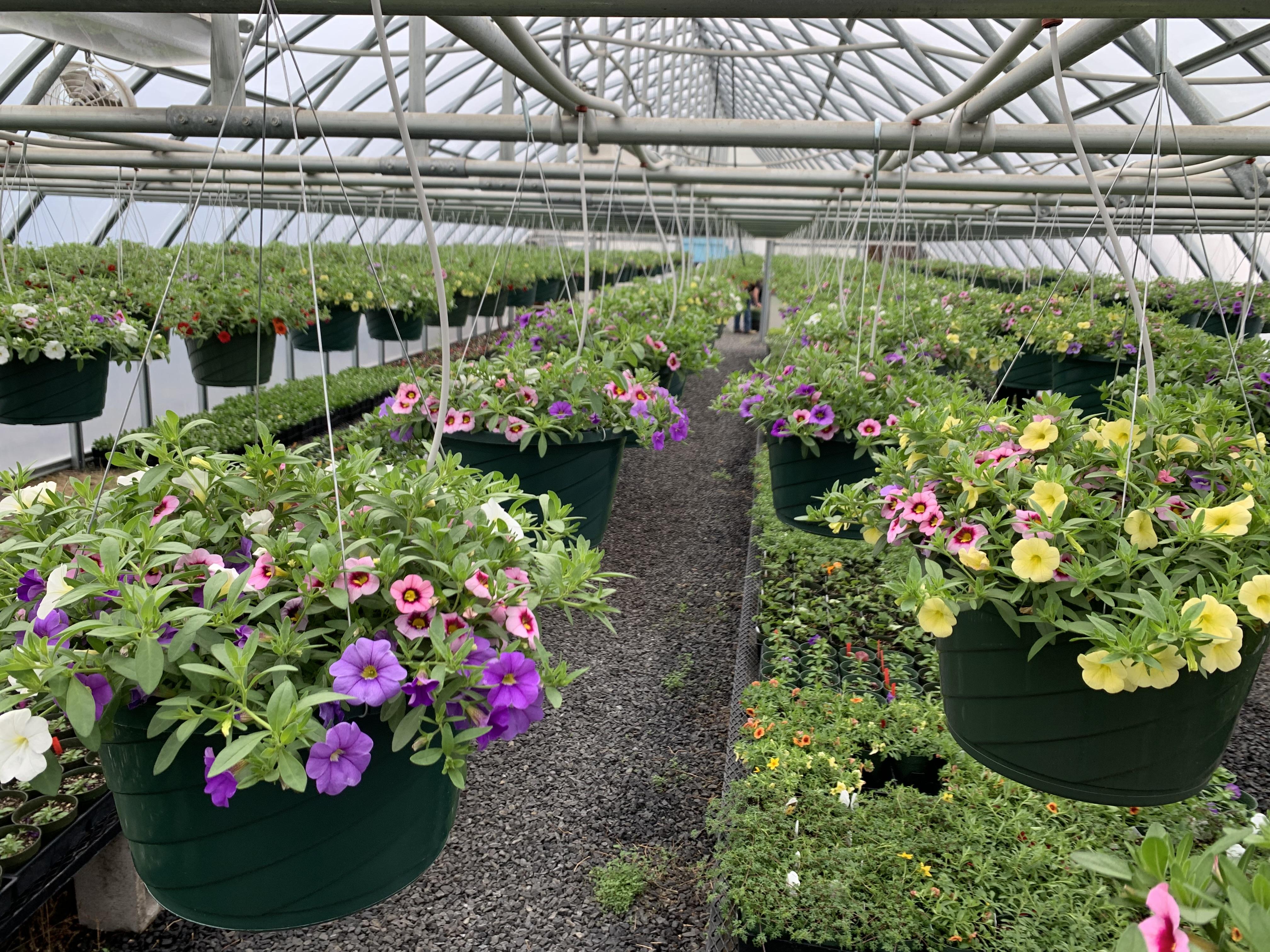 Rows of hanging petunia flower baskets